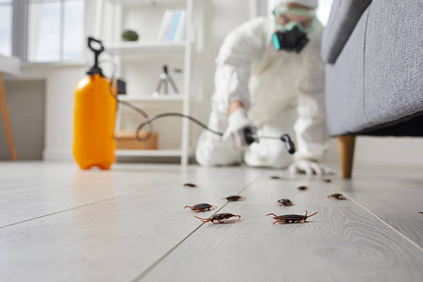 Post-Treatment Bed Bug Interceptor Monitoring in Walton